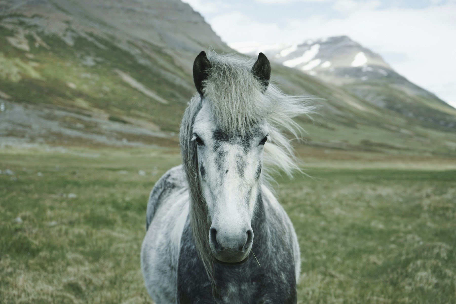 Sample gray horse portrait from the Tawny demo